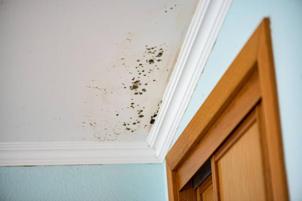 Mold Removal Process in Williamsburg, IA