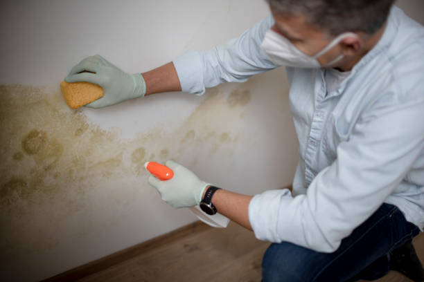 Best Toxic Mold Removal  in Willmsburg, IA