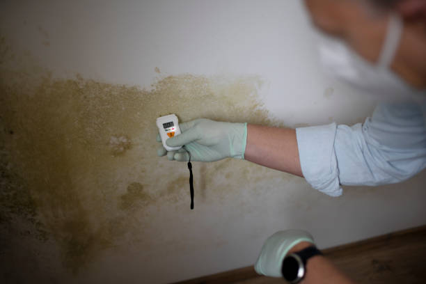 Mold Testing and Removal in Williamsburg, IA