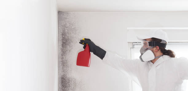 Best Local Mold Removal Service  in Willmsburg, IA