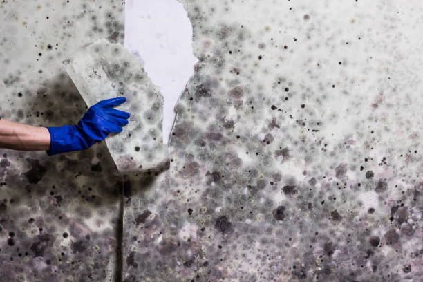 Best Residential Mold Removal  in Willmsburg, IA
